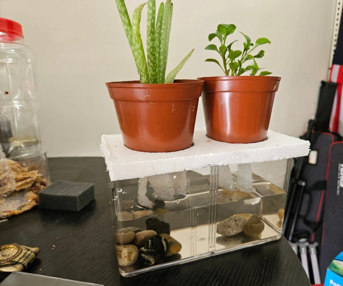 Sistema Acuapónico Casero