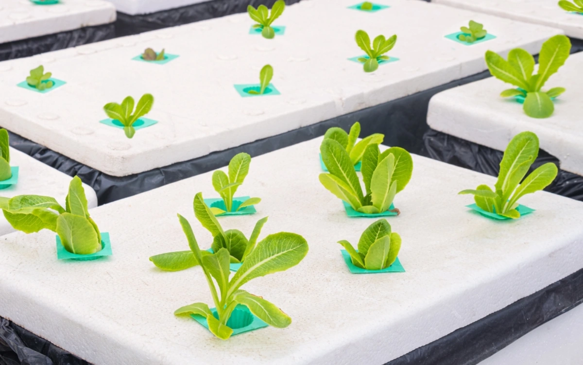 Sistema Hidropónico de Raíz Flotante, Qué es, tipos , Ventajas y Desventajas 1 Sistema Hidropónico de Raíz Flotante