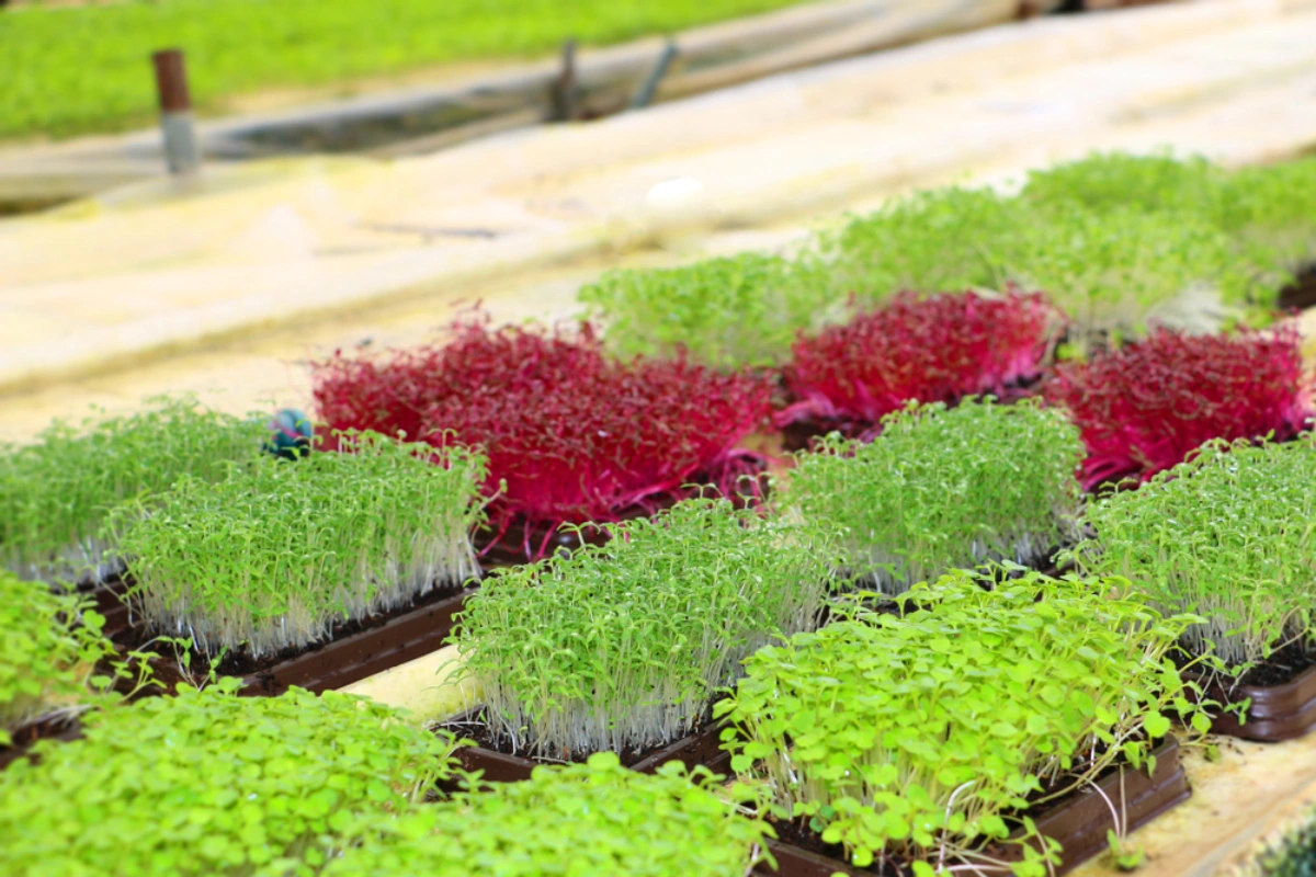 Qué es un Sistema Hidropónico de Flujo y Reflujo , Ventajas y Desventajas 1 Sistema Hidropónico de Flujo y Reflujo