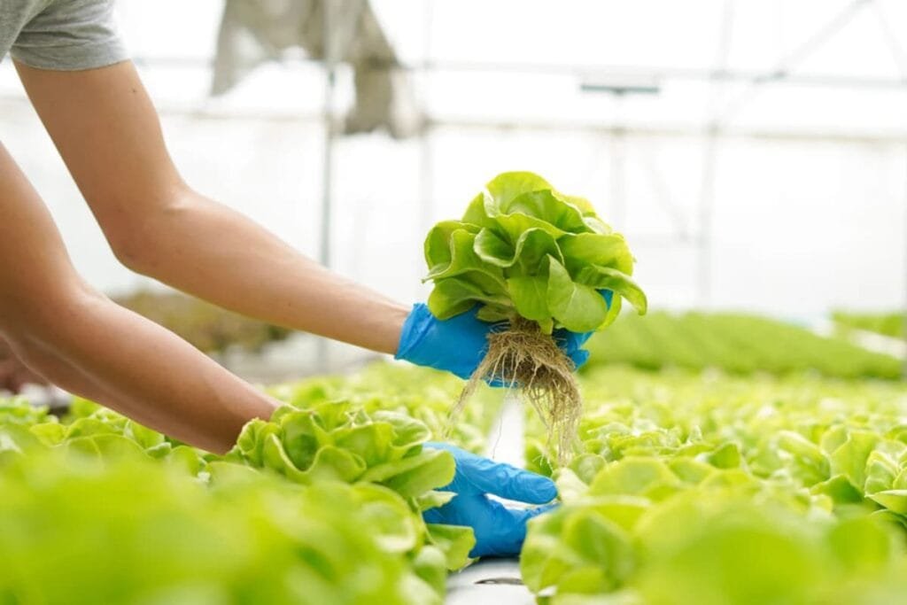 Entra en el maravilloso Mundo de la Hidroponía 1 Aquí encontrarás toda la información que necesitas para un cultivo sin tierra que optimizará tu cosecha y la hará mucho más eficiente así como los productos necesarios para llevarla a cabo